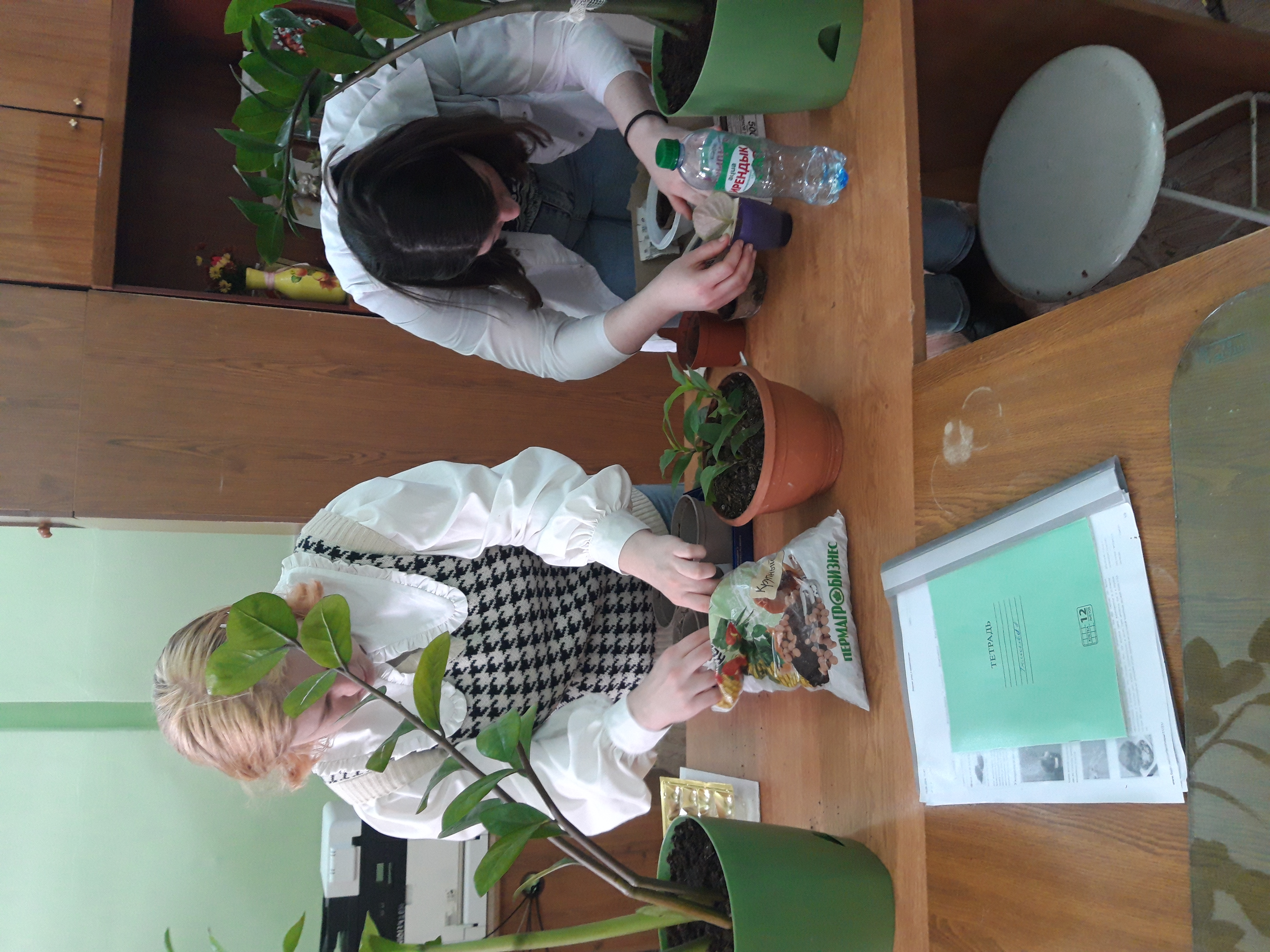 Пересадка укоренившихся листов фиалки.jpg